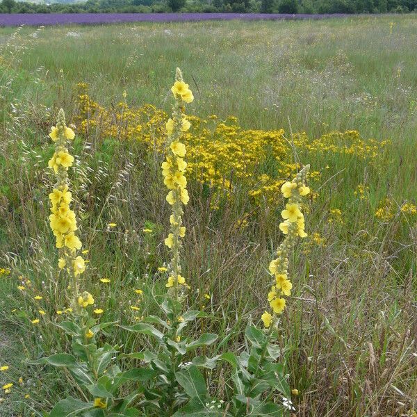 Verbascum thapsus Habitatea