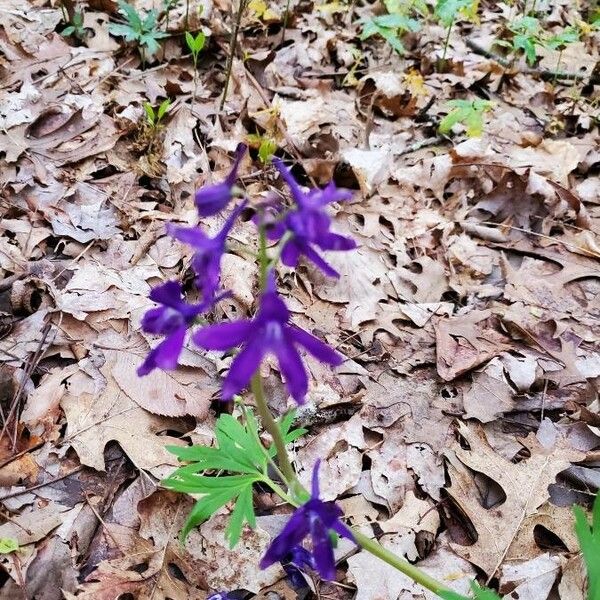 Delphinium tricorne Flower