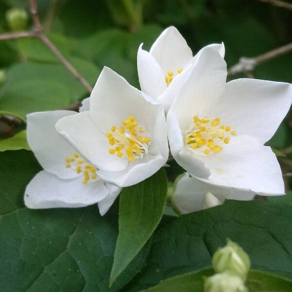 Philadelphus coronarius Blomma