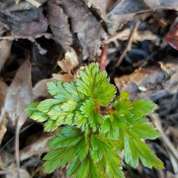 Physospermum cornubiense Foglia