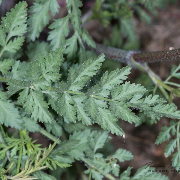 Daucus carota Lehti