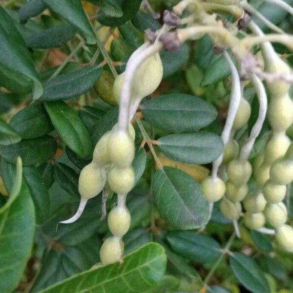 Sophora tomentosa ഫലം