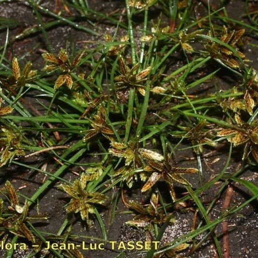 Cyperus flavescens Hábito