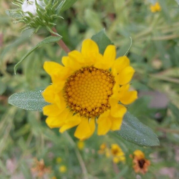 Grindelia integrifolia Flor