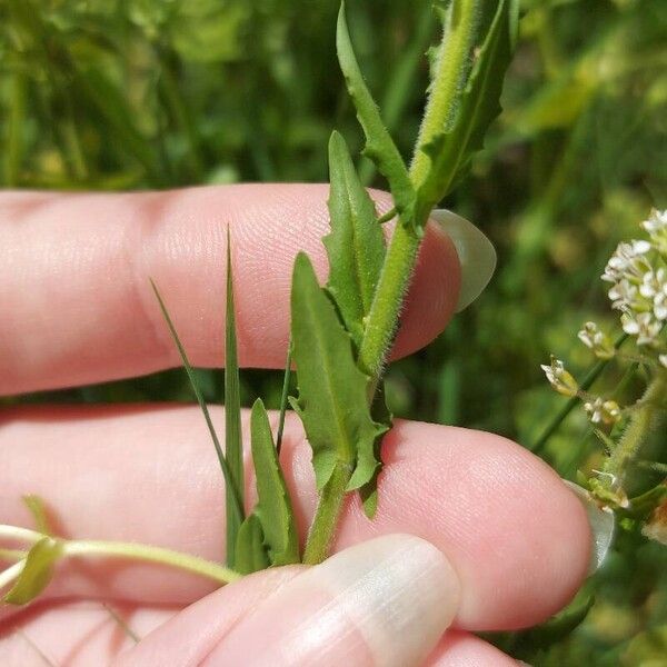 Lepidium campestre ഇല