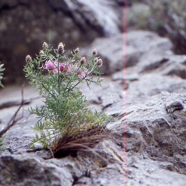 Centaurea corymbosa Hábito