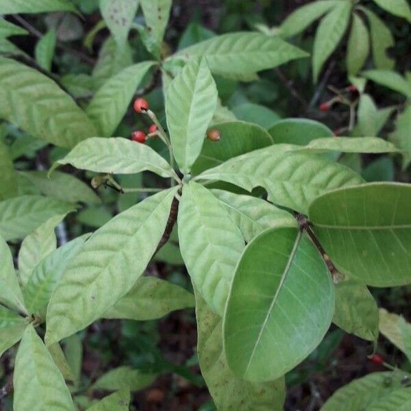 Psychotria nervosa पत्ता