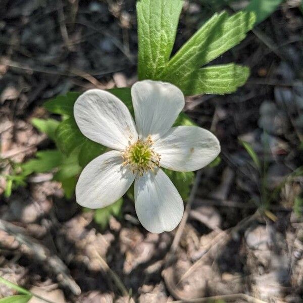 Anemonastrum canadense Žiedas