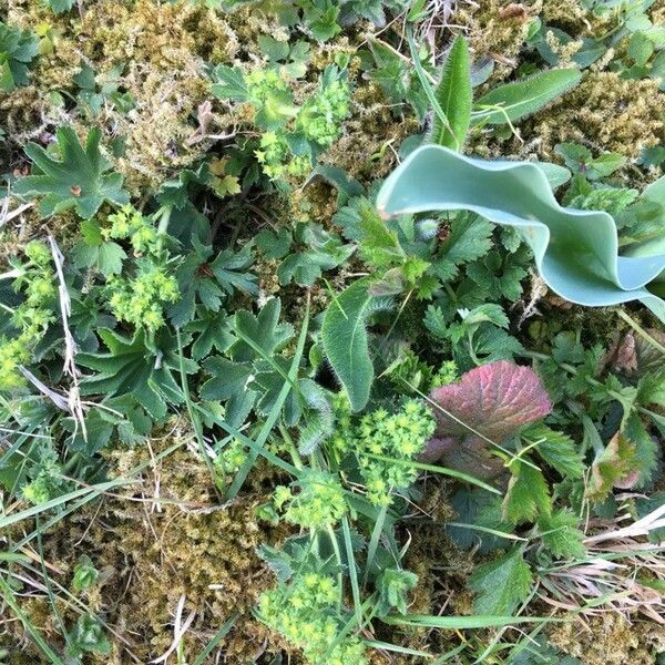 Alchemilla glaucescens പുഷ്പം