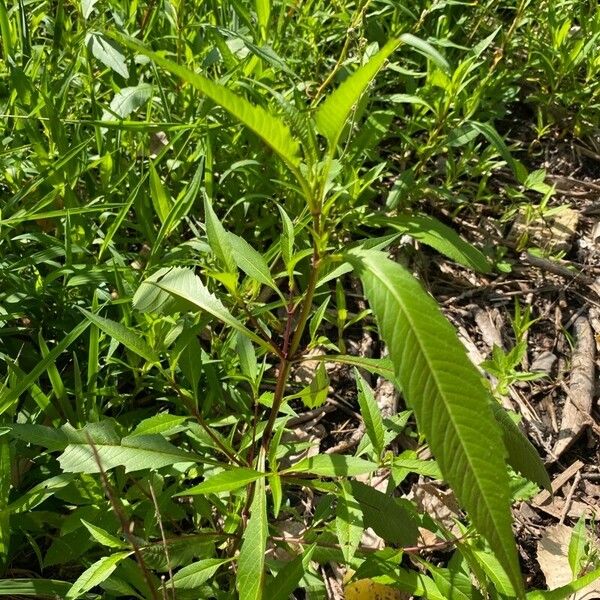 Bidens connata Blad