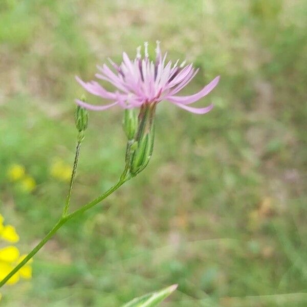 Crupina vulgaris ফুল