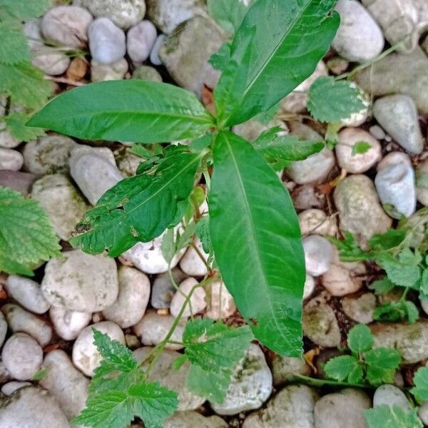 Persicaria hydropiper Лист