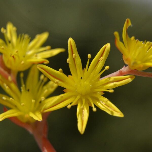 Petrosedum amplexicaule Žiedas