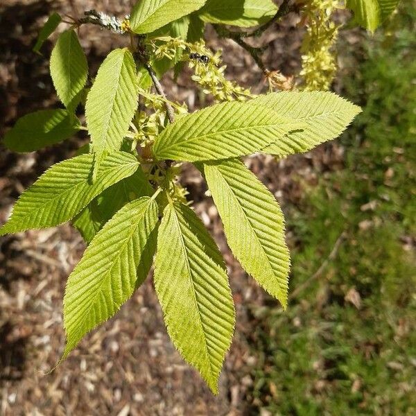 Acer carpinifolium Lapas