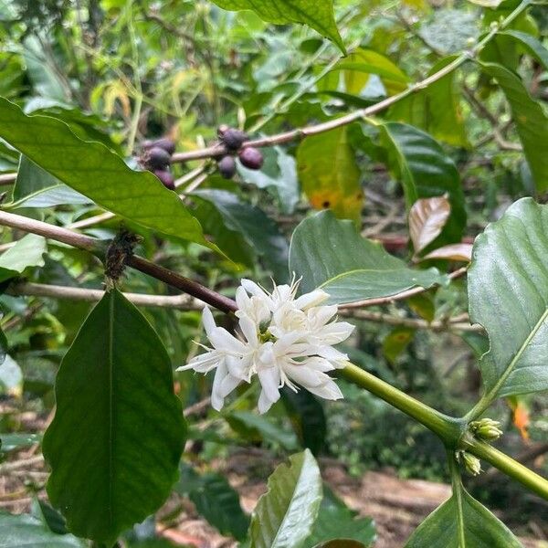 Coffea arabica Kukka