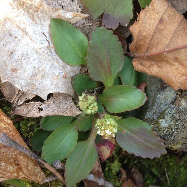 Micranthes virginiensis Plante entière