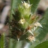 Plantago bellardii Flors