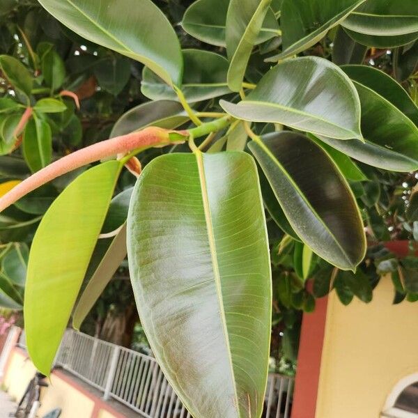 Ficus elastica ഇല