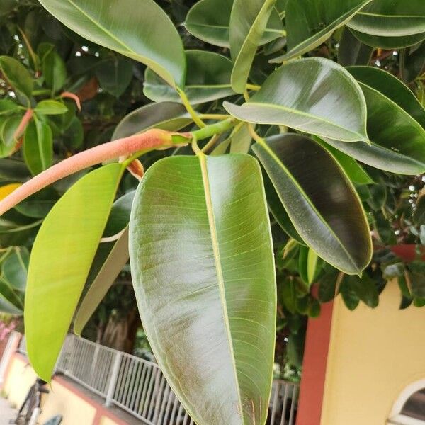 Ficus elastica Leaf