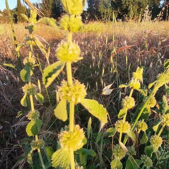 Marrubium vulgare 花