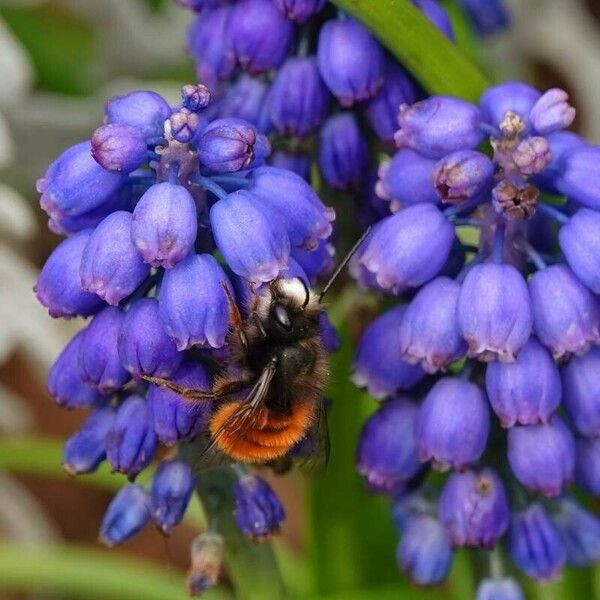 Muscari armeniacum Blomst