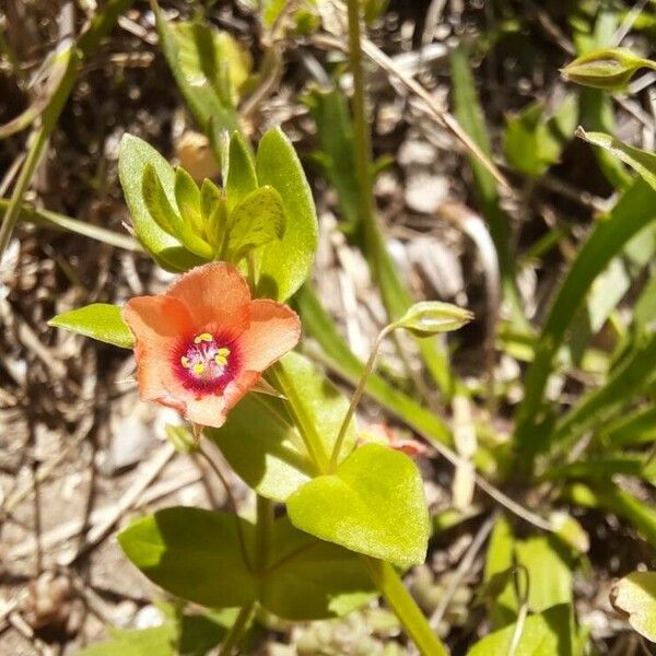 Lysimachia arvensis Blüte