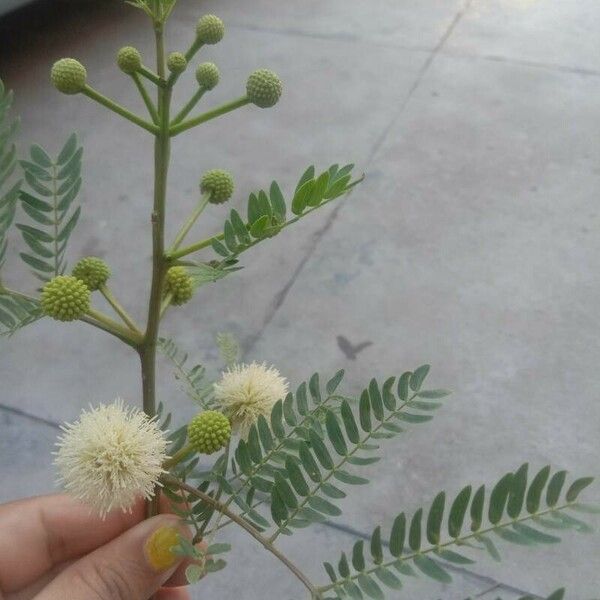 Leucaena leucocephala পাতা