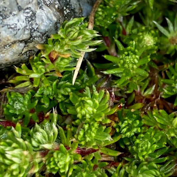 Alchemilla holosericea Leaf