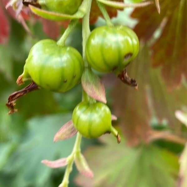 Ribes aureum Frutto