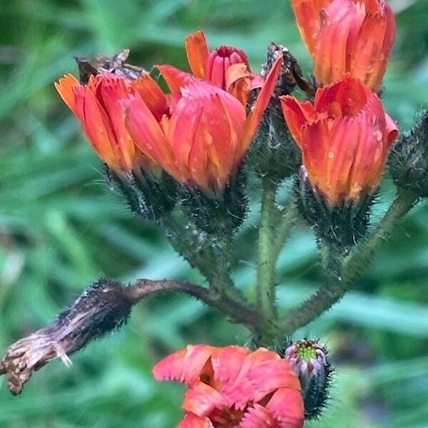 Pilosella aurantiaca ফুল