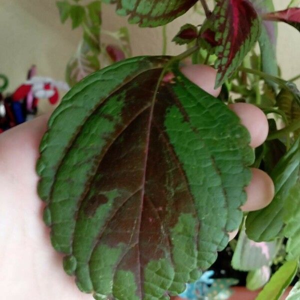 Plectranthus scutellarioides Folla