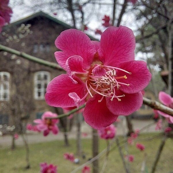 Prunus mume Floare