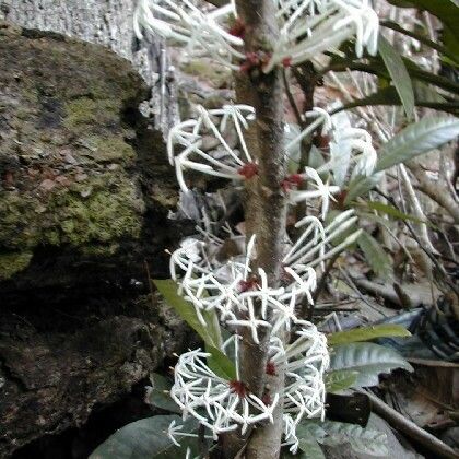 Ixora kuakuensis Кора