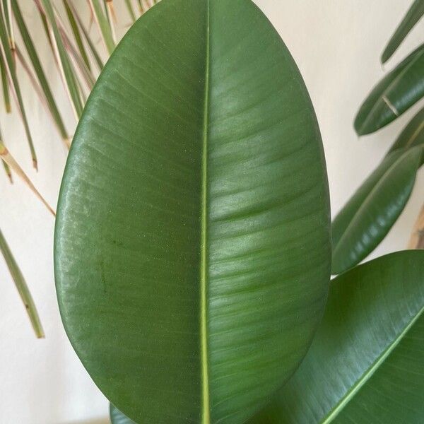 Ficus elastica Leaf