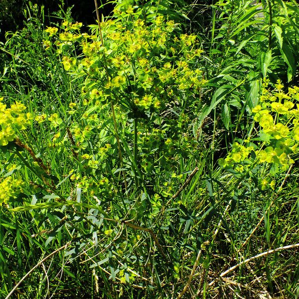 Euphorbia lucida Агульны выгляд