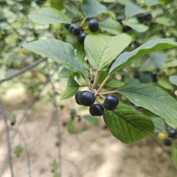 Frangula alnus Fruit