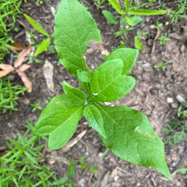 Verbesina virginica Leaf