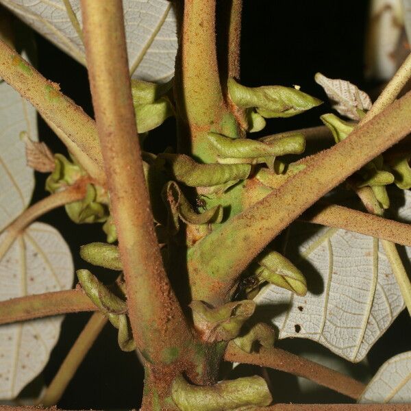 Ochroma pyramidale Kabuk