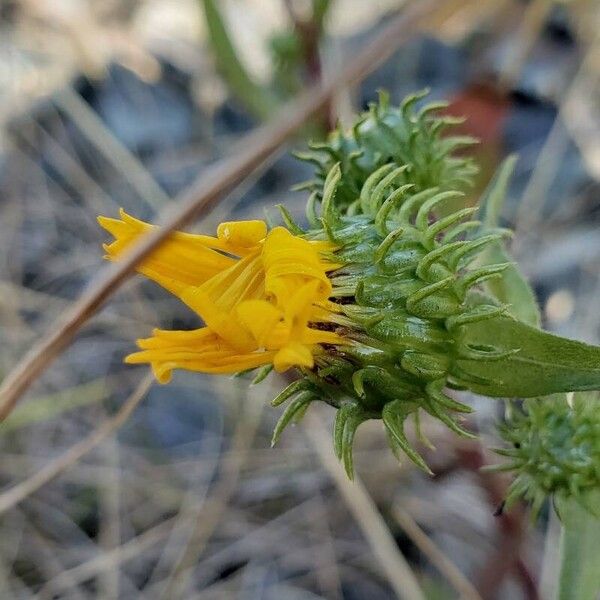 Grindelia integrifolia Ďalší