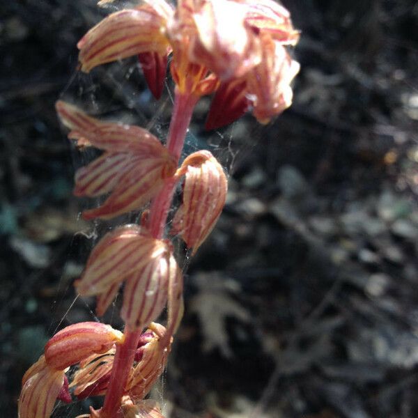 Corallorhiza striata Flor