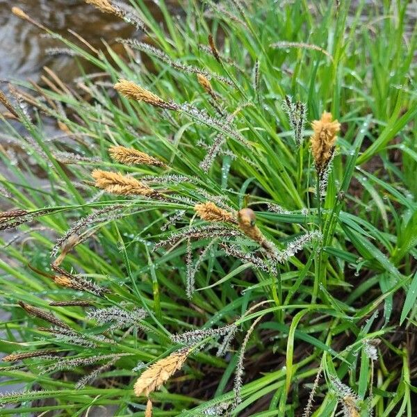 Carex acutiformis Blad