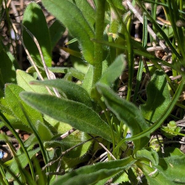 Myosotis alpestris Φύλλο