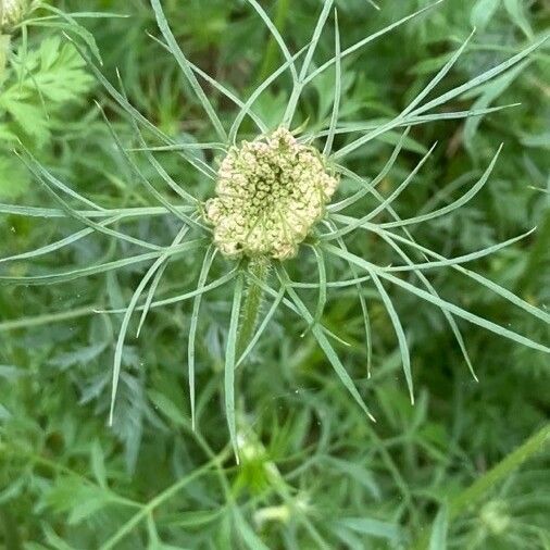 Daucus carota Цвят