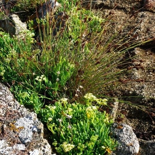 Carex extensa Habit