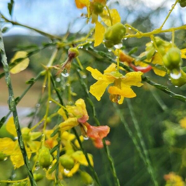 Parkinsonia aculeata Flower