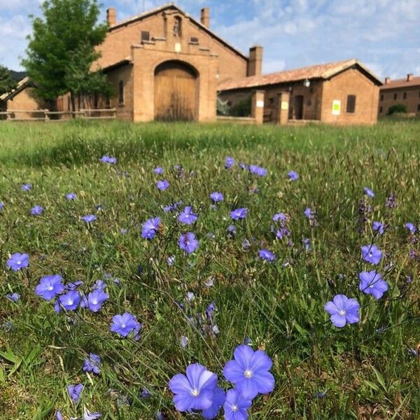 Linum narbonense 整株植物