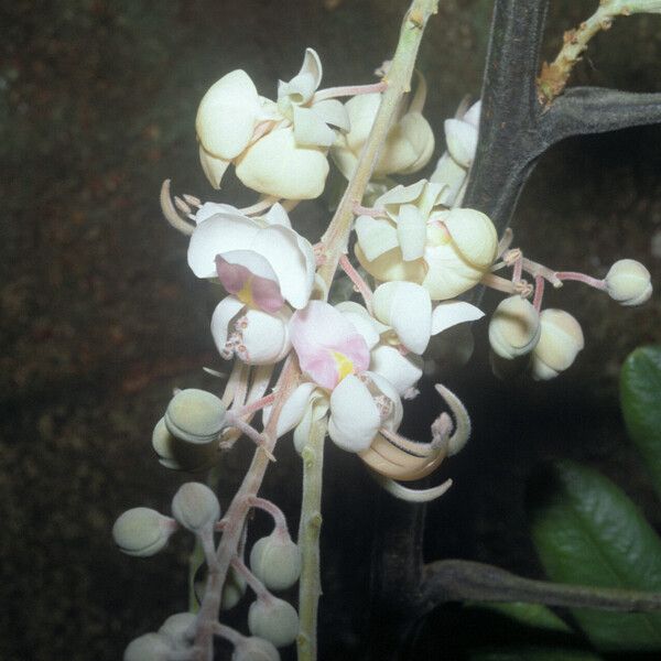 Cassia grandis Blomst