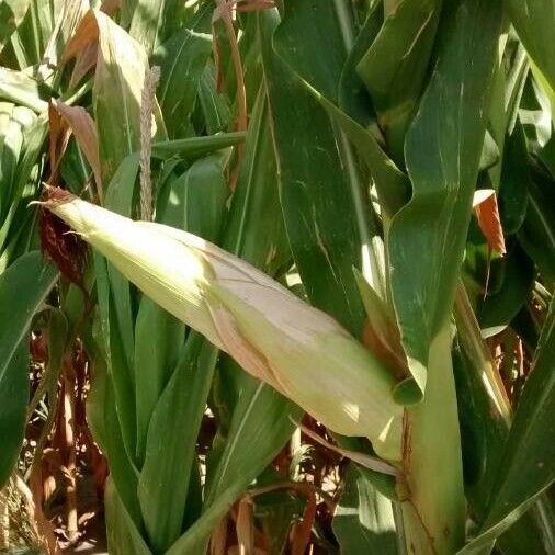 Zea mays Fruit