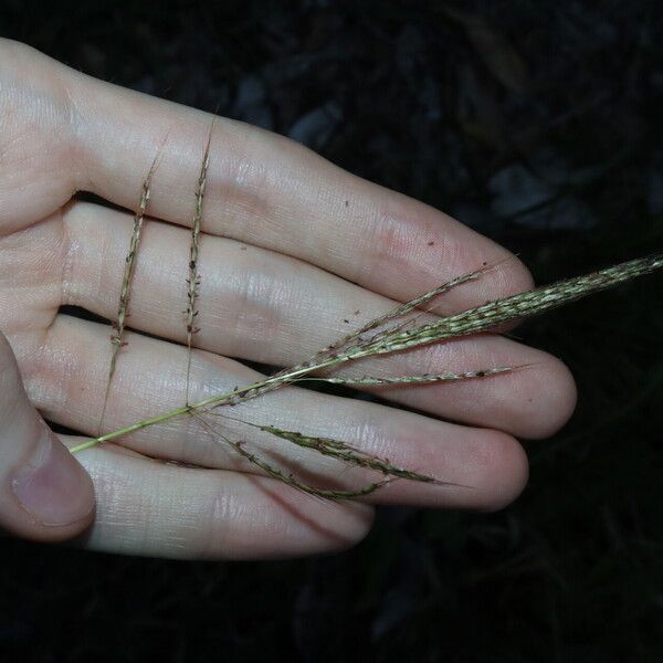 Bothriochloa bladhii Цвят