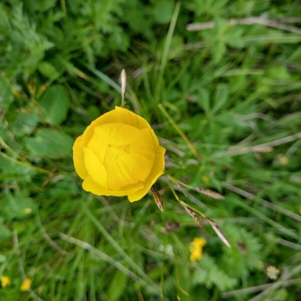 Trollius europaeus 花